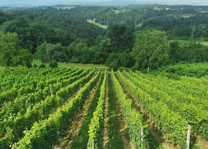 Sobe, - Vina Kauran Nocleg ze śniadaniem